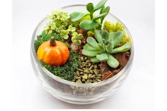 Plant Nite: Succulents in Slope Bowl with Fall Pumpkin